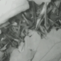 worm