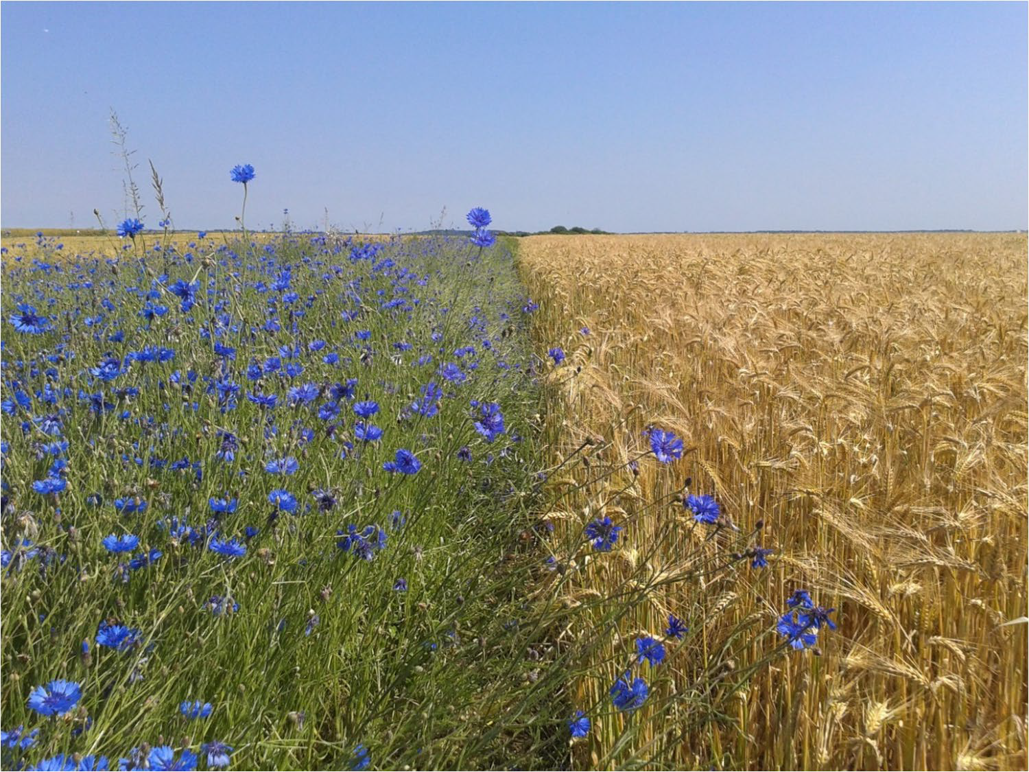 crop field margins with the presence of flower strips photo credit: Paola Salazar