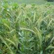 Association féverole-triticale