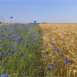 crop field margins with the presence of flower strips photo credit: Paola Salazar